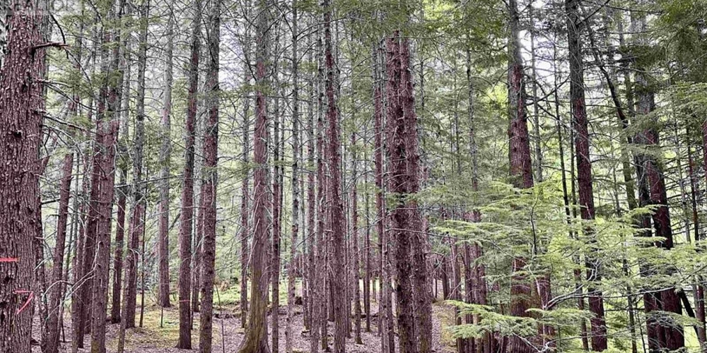 LOT C KALUM LAKE ROAD Terrace Photo 13 LOT C KALUM LAKE ROAD Terrace Photo 13